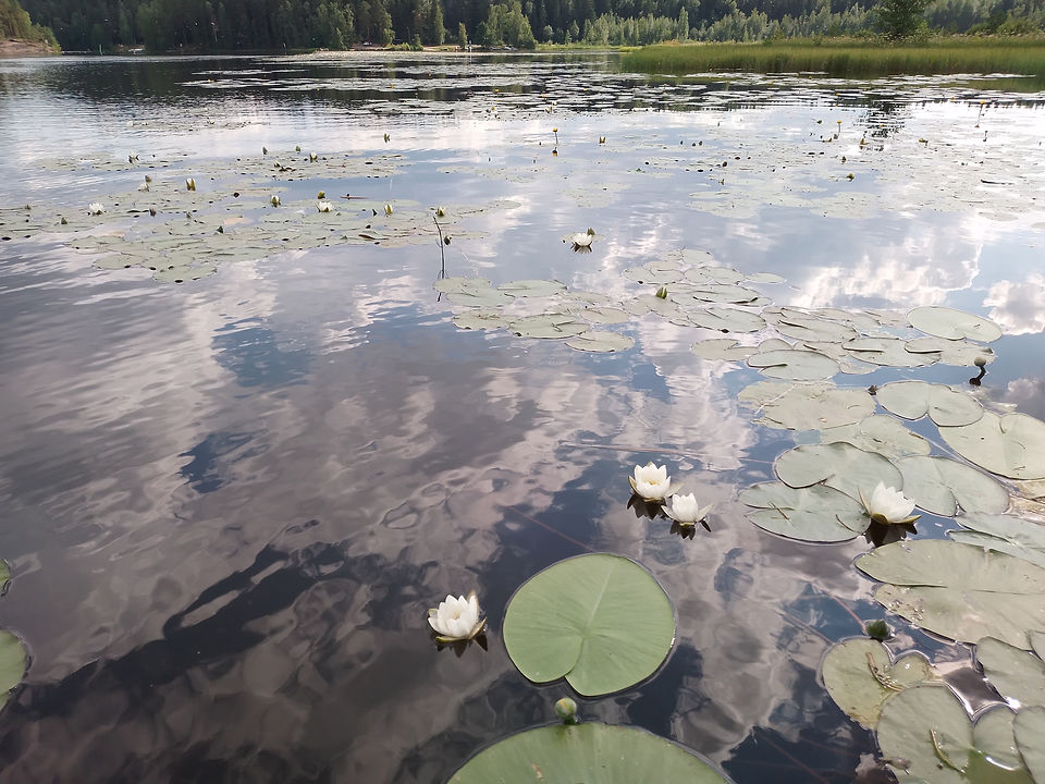 Rauhallinen järvimaisema